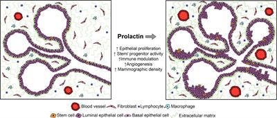 Prolactin: The Third Hormone in Breast Cancer